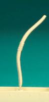 EQ67 Longbows [8 Per Pack]