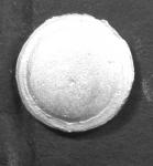 SC25 Hoplon Shields (12 pieces)