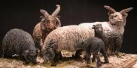 SSC15 Sheep (Manx Loaghtan) (6)