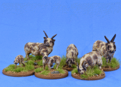 LIV01 Sheep (Manx Loaghtan) (6)