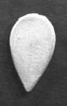 SC15 Teardrop Shields - Flat (12 pieces)
