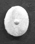 SC17 Byzantine Oval Infantry Shields (12 pieces)